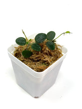 Load image into Gallery viewer, Hoya Serpens