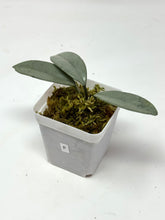 Load image into Gallery viewer, Hoya Wilbur Graves Silver F