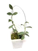 Load image into Gallery viewer, Hoya Nummularioides Silver