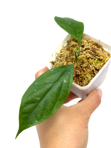 Hoya Praetorii