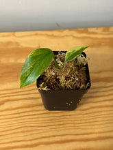 Load image into Gallery viewer, 162. Monstera Deliciosa Aurea Variegated (juvenile)