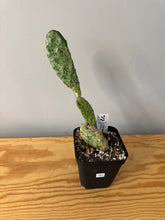 Load image into Gallery viewer, 183. Opuntia Sunburst- Ships within Canada only