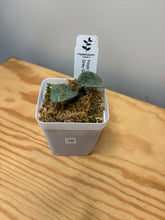 Load image into Gallery viewer, 10. Hoya Carnosa ‘Grey Ghost’