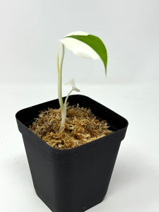 Monstera Deliciosa Albo Variegated (juvenile) B