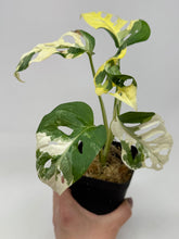 Load image into Gallery viewer, Monstera Adansonii Variegated C