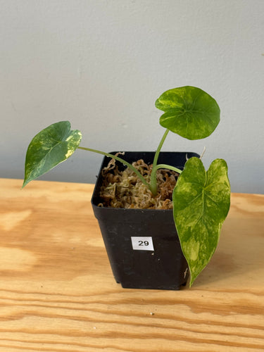 29. Alocasia Gageana Aurea Variegated