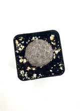 Load image into Gallery viewer, Tephrocactus Geometricus