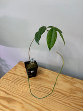 Load image into Gallery viewer, 100. Hoya Cystiantha