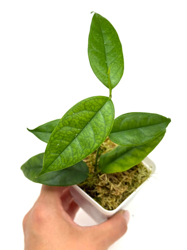 Hoya Campanulata