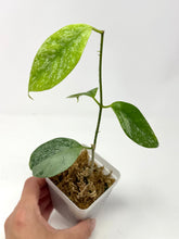 Load image into Gallery viewer, Hoya Coriacea Silver