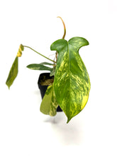 Load image into Gallery viewer, Philodendron Florida Beauty
