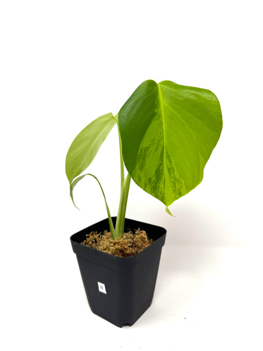 Monstera Deliciosa Aurea Variegated B