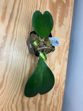 Load image into Gallery viewer, 94. Hoya Kerrii Variegated (inner)