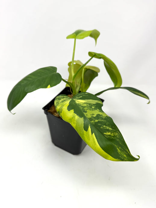 Philodendron Bipennifolium Violin Variegated E