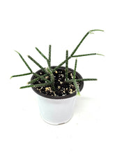 Load image into Gallery viewer, Rhipsalis Pilocarpa (ships within Canada only)