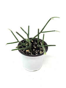 Rhipsalis Pilocarpa (ships within Canada only)