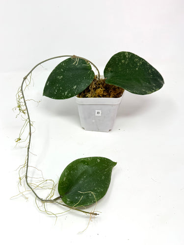 Hoya Glabra Silver B