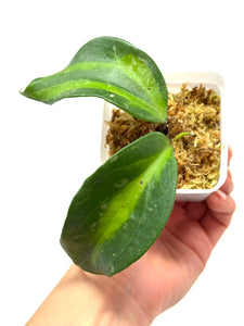 Hoya Latifolia ‘Bai Bua’