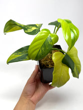 Load image into Gallery viewer, Philodendron Bipennifolium Violin Variegated E
