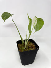 Load image into Gallery viewer, Monstera Deliciosa Albo Variegated F