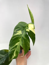 Load image into Gallery viewer, Epipremnum Pinnatum Albo Variegated