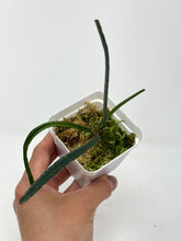 Load image into Gallery viewer, Hoya Insularis