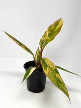 Load image into Gallery viewer, Philodendron Caramel Marble 4”
