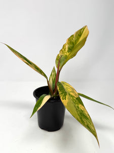 Philodendron Caramel Marble 4”