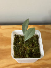 Load image into Gallery viewer, 65. Hoya Carnosa Wilbur Graves Silver