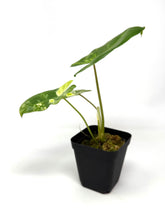 Load image into Gallery viewer, Philodendron Burle Marx Variegated