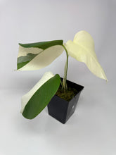 Load image into Gallery viewer, Monstera Deliciosa Albo Variegated E