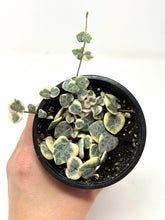 Load image into Gallery viewer, Ceropegia Woodii “String of Hearts” Variegated