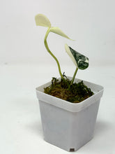 Load image into Gallery viewer, Scindapsus Mayari Variegated E