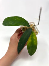 Load image into Gallery viewer, Hoya Ruthiae