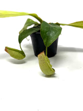Load image into Gallery viewer, Nepenthes Dyeriana