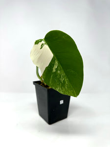 Monstera Deliciosa Albo Variegated A