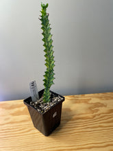 Load image into Gallery viewer, 78. Euphorbia Trigona ‘Mint Cream’ (Ships within Canada only)