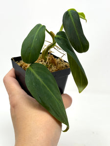 Philodendron Gigas