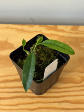 Load image into Gallery viewer, 4. Hoya Multiflora Javanica Thai Splash