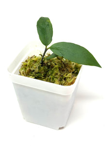 Hoya Liwa