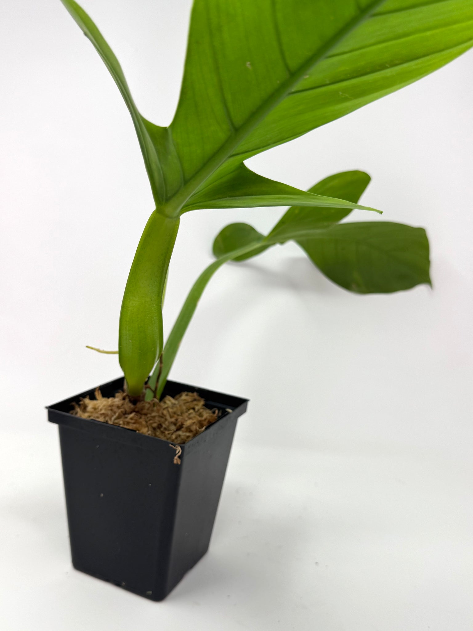 philodendron applanatum for sale Philodendron Applanatum – Planthaven Toronto