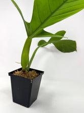 Load image into Gallery viewer, Philodendron Applanatum