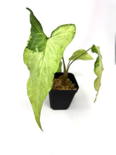 Load image into Gallery viewer, Syngonium Podophyllum ‘Jade Magic’