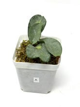 Load image into Gallery viewer, Hoya Carnosa ‘Argentea Princess’ A