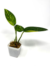 Load image into Gallery viewer, Monstera Peru Variegated