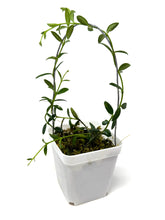 Load image into Gallery viewer, Hoya Engleriana