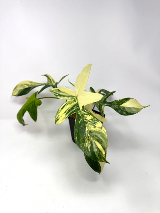 Philodendron Florida Beauty A