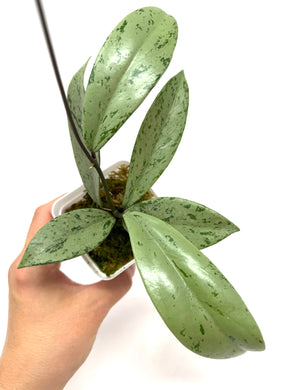 Hoya Pubicalyx Pink Silver Ghost B