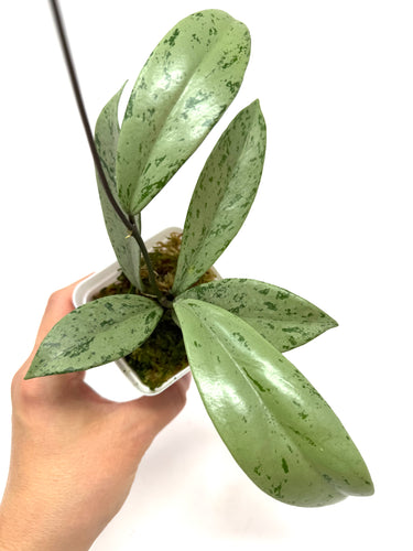 Hoya Pubicalyx Pink Silver Ghost B