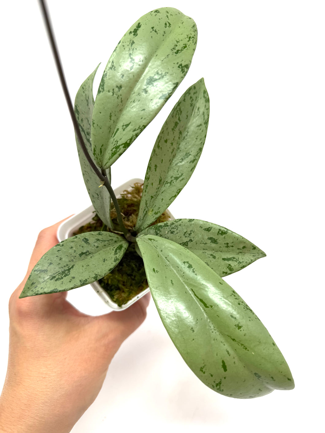 Hoya Pubicalyx Pink Silver Ghost B